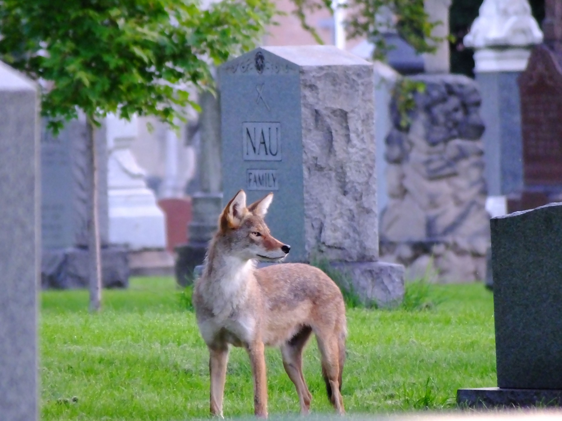 https://ogden_images.s3.amazonaws.com/www.post-journal.com/images/2025/08/25001354/Everyday-hunter-822.jpg